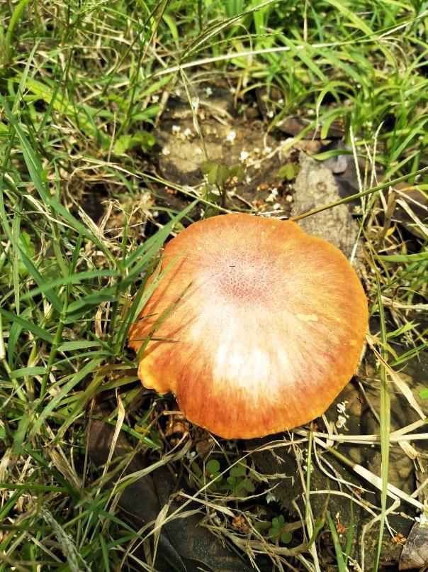 打伞的蘑菇_蘑菇打伞看图写话_蘑菇打伞仿写