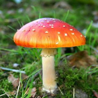 蘑菇打伞看图写话_蘑菇打伞仿写_打伞的蘑菇
