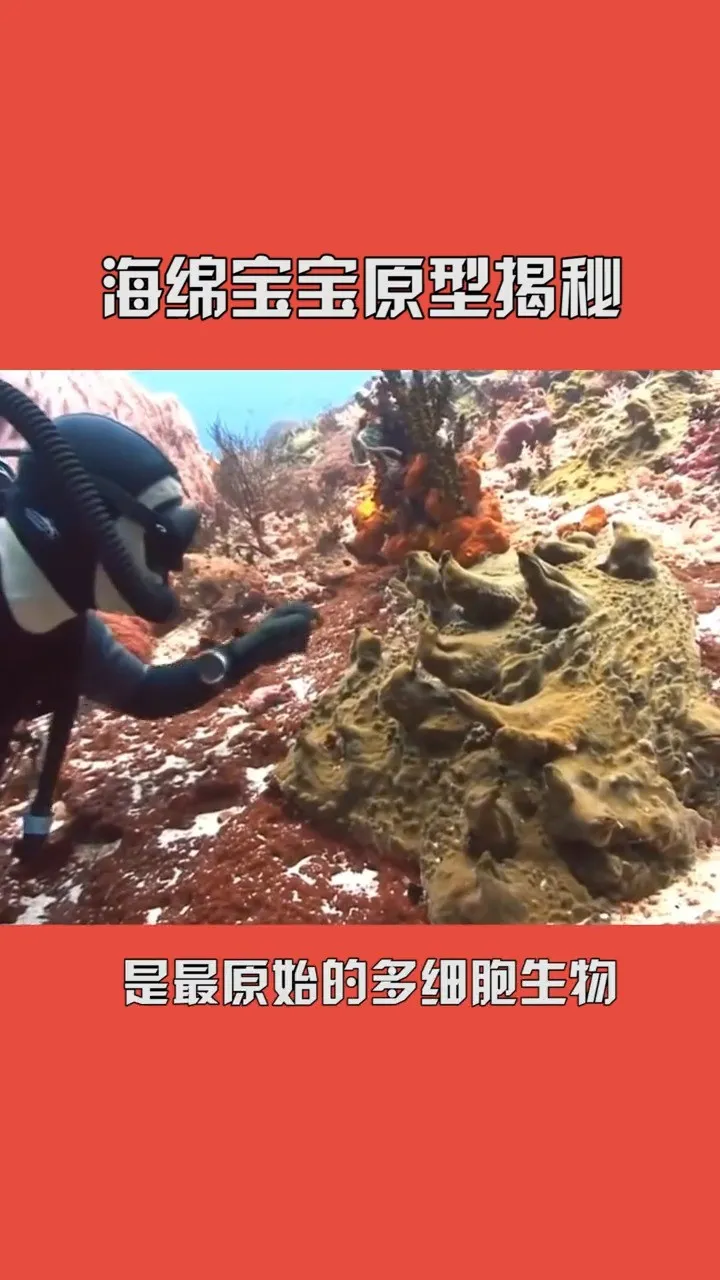 海绵宝宝清理垃圾_海绵垃圾_海绵扔在哪个垃圾桶