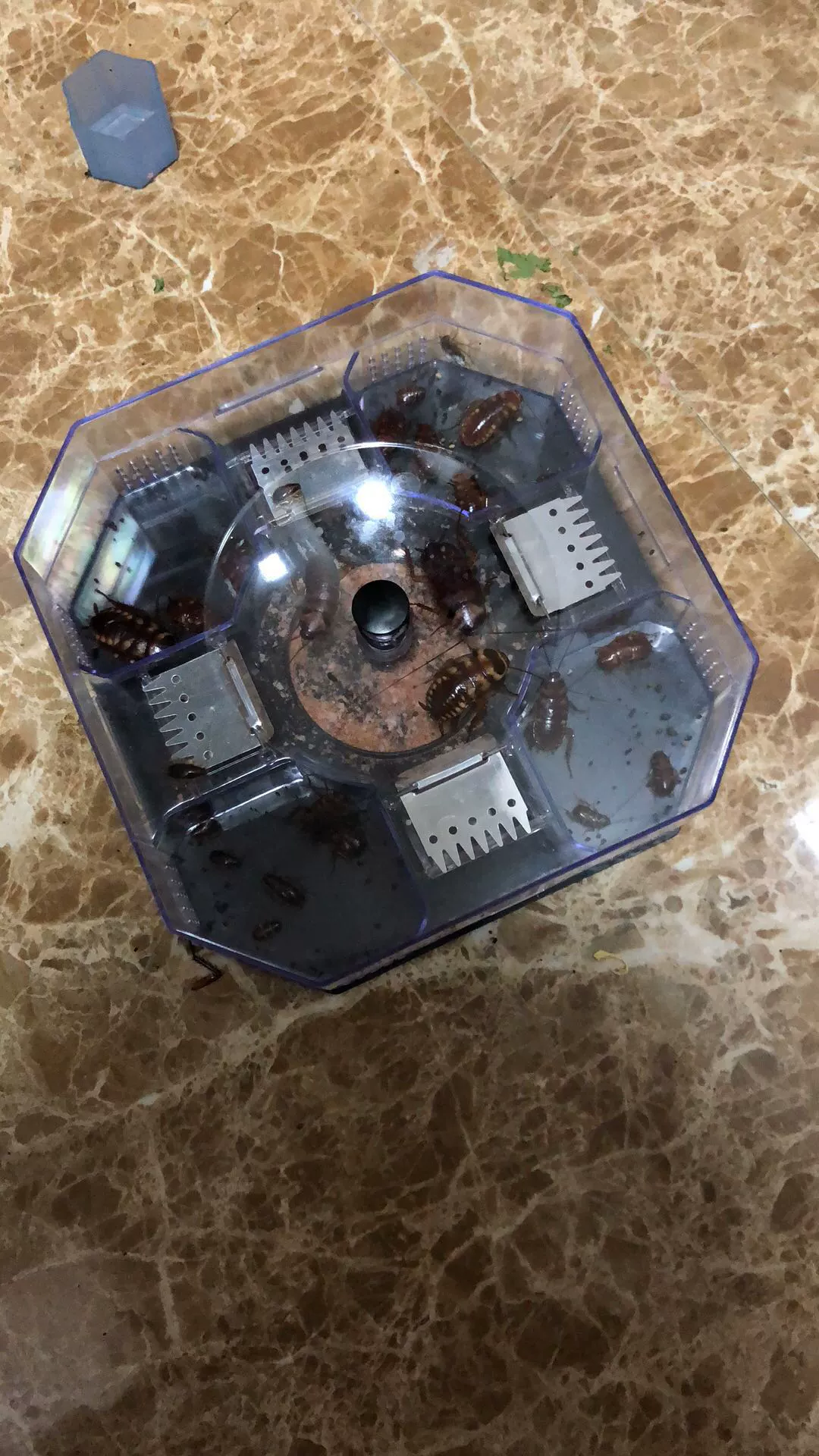 完美国际小强挤号器-小强挤号器:游戏利器还是秘密武器?
