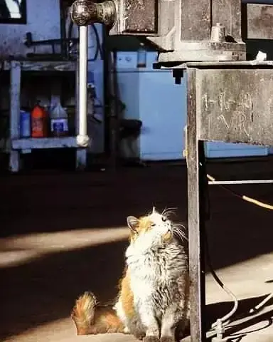 花样猫咪无限金鱼干版下载-探寻花样猫咪无限金鱼干：猫主题宠物养成游戏中的无尽乐趣