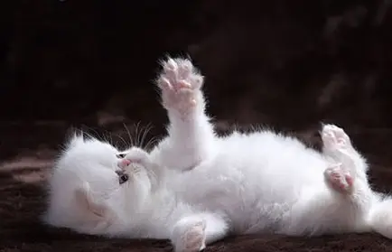 花样猫咪无敌版下载_花样猫咪99999金鱼干_花样猫咪无限金鱼干版下载