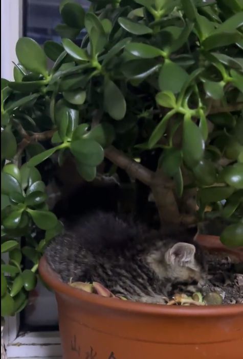 花样猫咪无限金鱼干版下载_花样猫咪无敌版下载_花样猫咪99999金鱼干