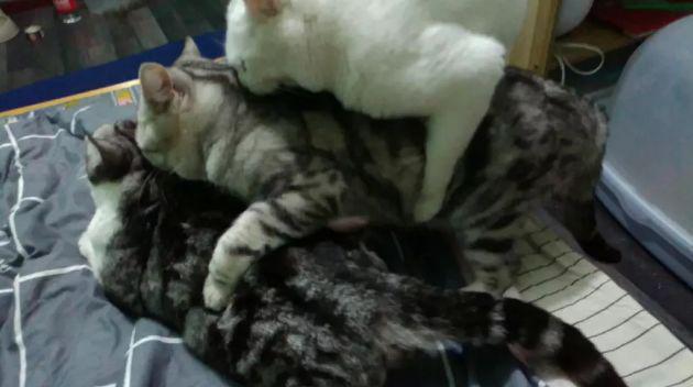花样猫咪99999金鱼干_花样猫咪无敌版下载_花样猫咪无限金鱼干版下载