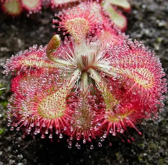 发现新植物种在哪里发表_中国新发现植物_我国发现全新植物
