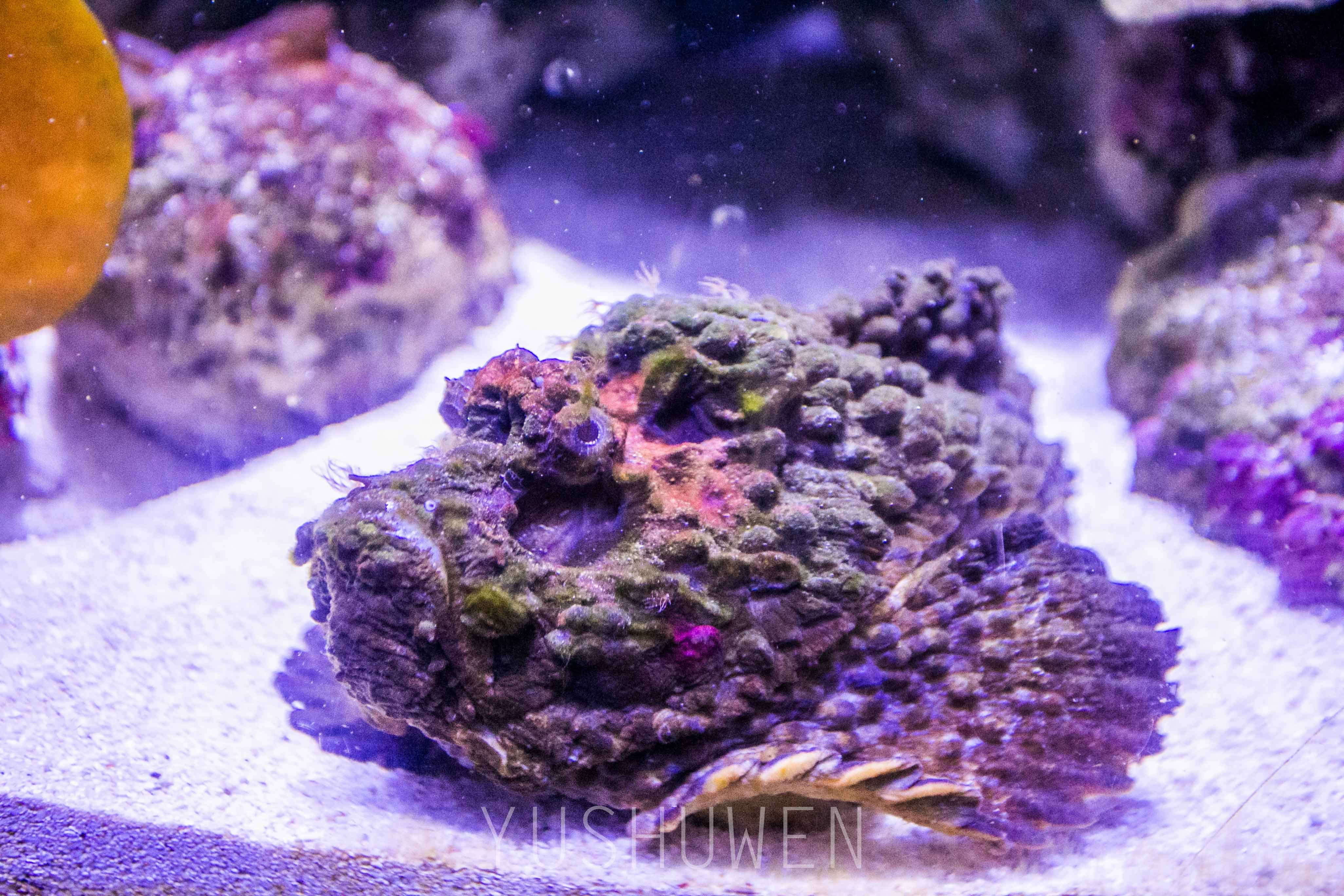qq梦幻海底下载 软件_qq游戏梦幻海底_梦幻海底有手机版吗