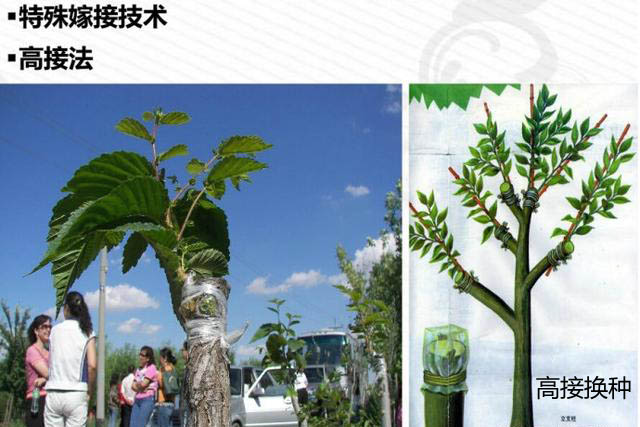 高接换种技术_换疫苗接种_接种换本