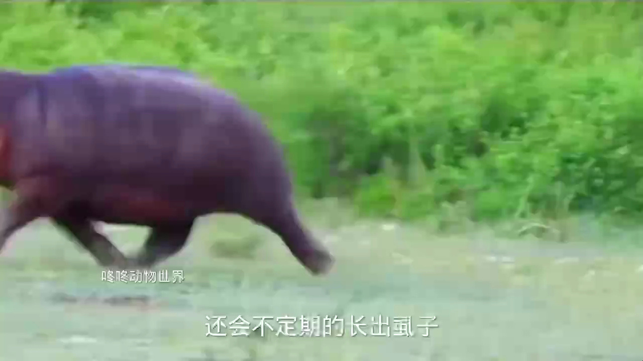 河马大泥的朋友阅读_河马大泥的朋友主要内容300_河马大泥的朋友读后感300字