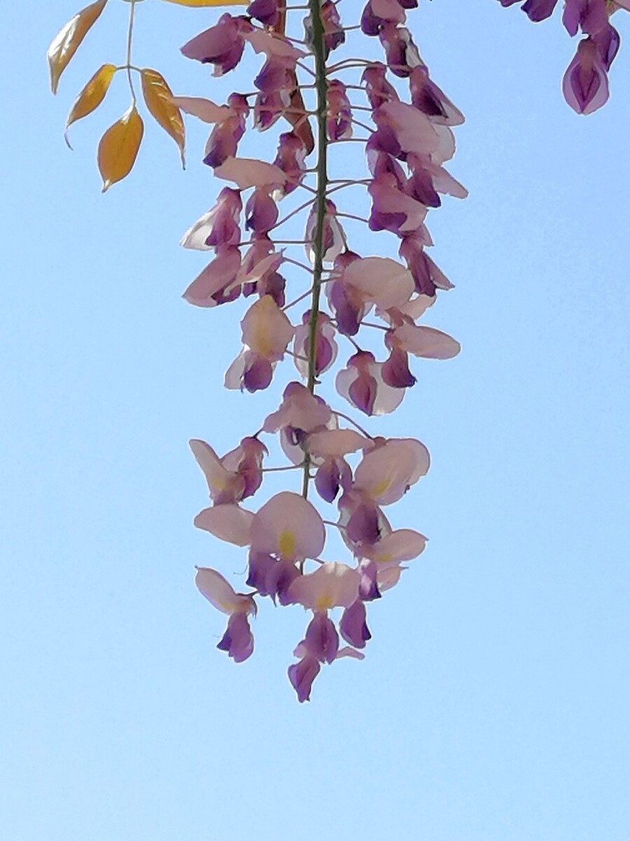 紫君花茶图片大全_紫君花泡水的功效与作用_紫君花有什么作用