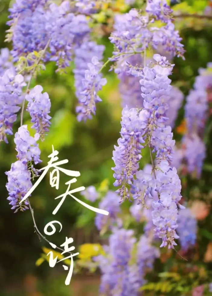 樱花草古筝教学视频_古筝曲樱花草_古筝樱花草