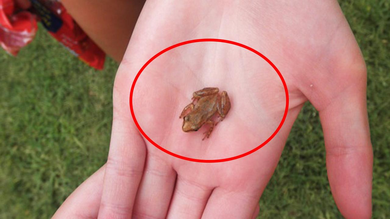 青蛙一天能吃多少虫子_青蛙一天能吃多少虫子_青蛙一天能吃多少虫子