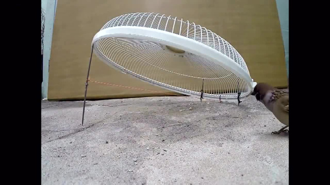 捕鸟门套制作视频_捕鸟门连续自动做动作_连续自动捕鸟门怎样做