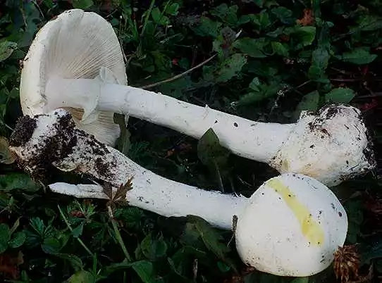 带白蘑菇回家阅读理解_蘑菇阅读答案_白蘑菇回家阅读理解