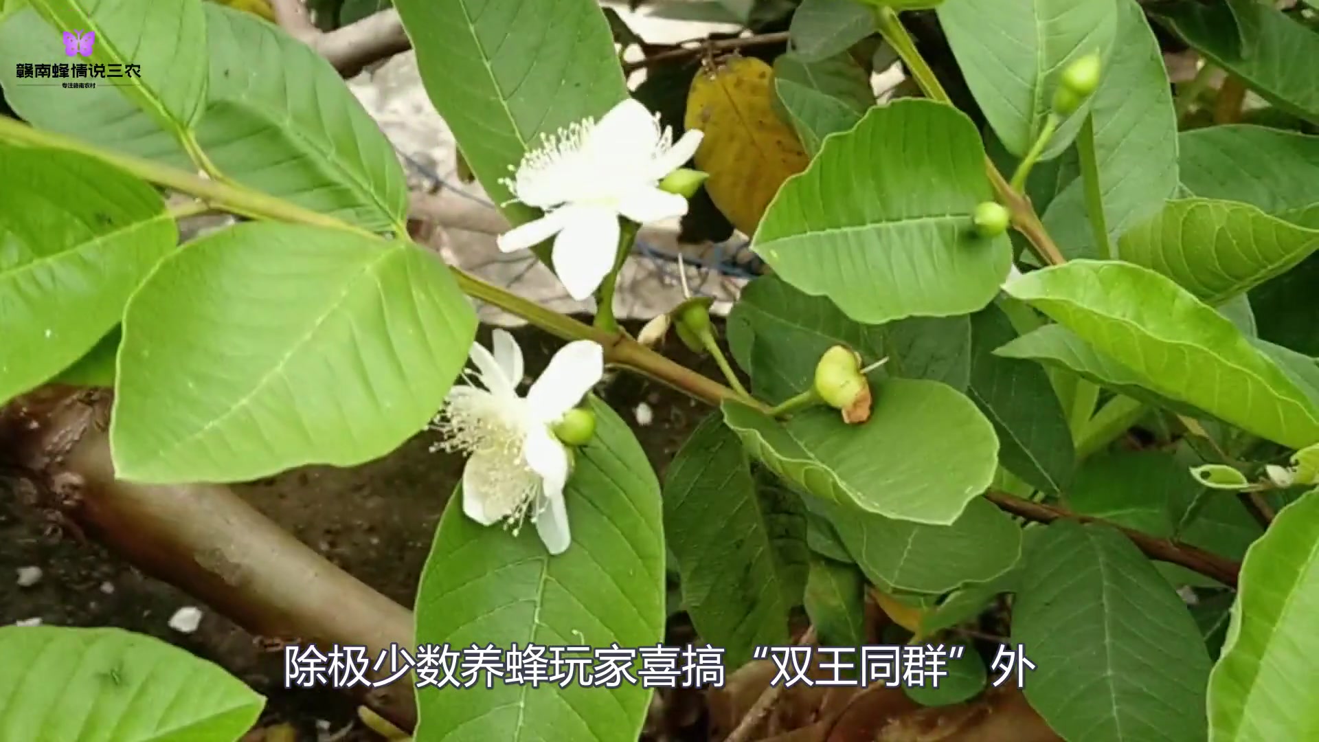 中蜂换王绝招视频播放_中蜂换王技术_如何换蜂王视频