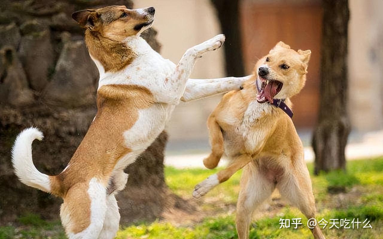 狗狗疫苗病狂犬能打吗_狗狗狂犬病疫苗_狗狗疫苗有狂犬吗