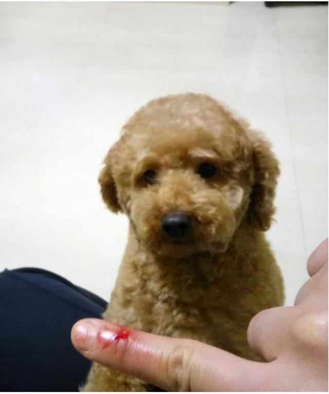 狗狗疫苗病狂犬能打吗_狗狗疫苗有狂犬吗_狗狗狂犬病疫苗