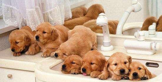 狗狗疫苗有狂犬吗_狗狗疫苗病狂犬能打吗_狗狗狂犬病疫苗