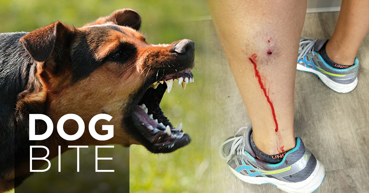 狗狗狂犬病疫苗_狗狗疫苗病狂犬能打吗_狗狗疫苗有狂犬吗