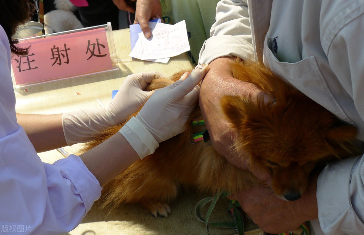 狗狗疫苗病狂犬能打吗_狗狗狂犬病疫苗_狗狗疫苗有狂犬吗