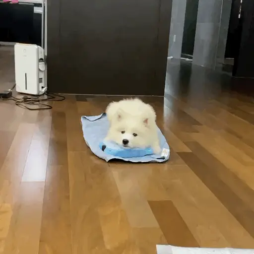 宠物连连看手机版_宠物连连看手机在线游戏_宠物连连看手机版免费下载
