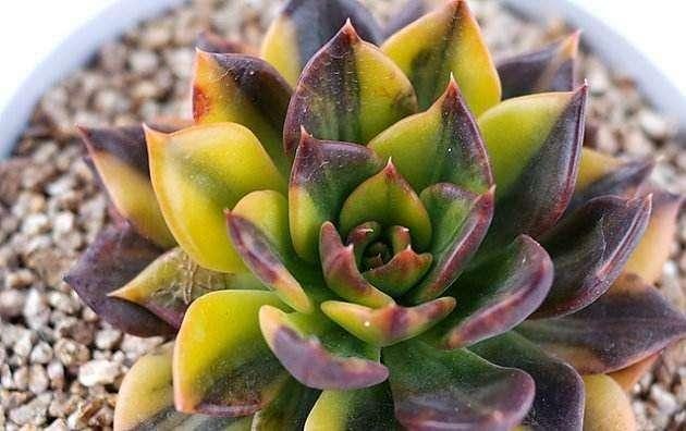 黑王子老桩怎么养_黑王子老桩图片欣赏_黑王子老桩图片