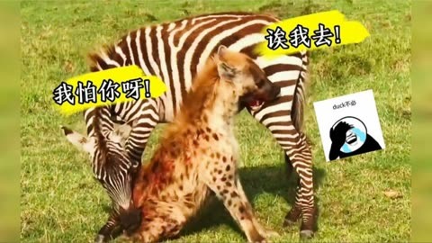 逗小猴子开心5攻略-超级搞笑、超级有效的小技巧，让你的小猴子朋友笑得合不拢嘴