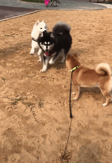 卓越的装备怎么升级_卓越装备怎么丢地上_卓越物品掉落全攻略
