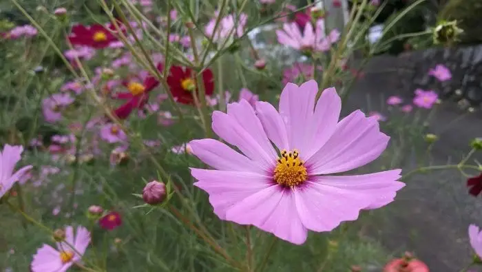 观音菩萨拜拜_菩萨观音_观音菩萨拜佛网