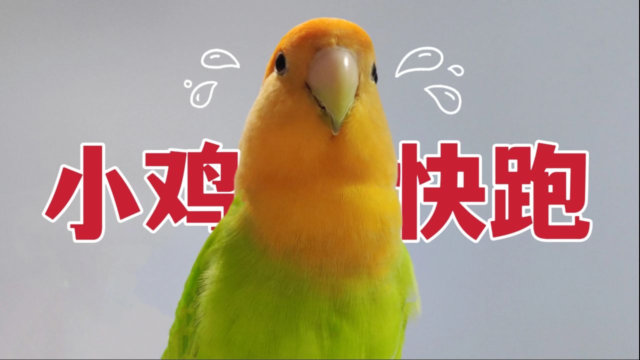 小鸡快跑游戏旧版_小鸡快跑2024破解版_小鸡快跑破解版下载