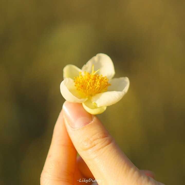唯美栀子花动画头像-插画师将栀子花的唯美转化为动画头像，感受其独特魅力
