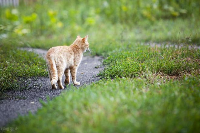 领养虐猫的标题_领养人虐猫_领养猫虐杀