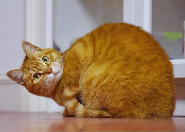 电视猫开机自动启动_电视猫老是自动重启_电视猫老是自动退出