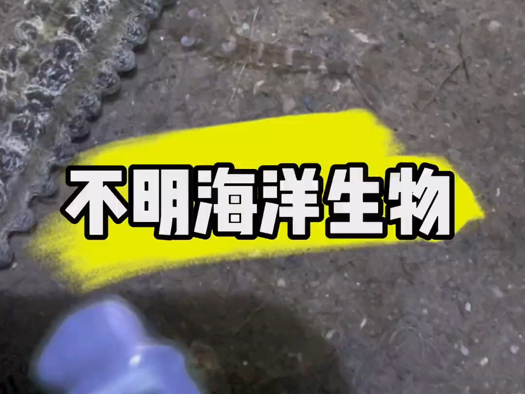 狗头人身的动物_狗身人头怪物是真的吗_狗头人身罕见生物