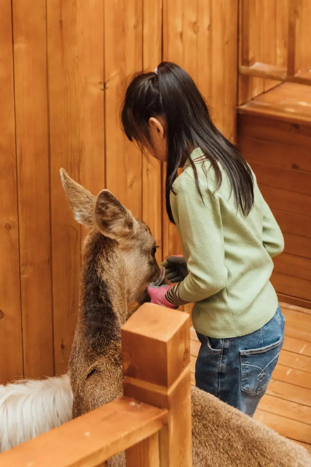 狗身人头怪物是真的吗_狗头人身罕见生物_狗头人身的动物